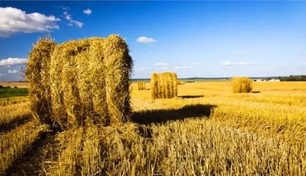 【計(jì)鵬視(shì)角】生(shēng)物(wù)質能(néng)發電(diàn)項目風(fēng)險分(fēn)析