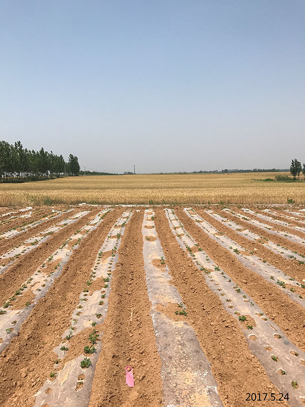 華潤膠州二期、三期風(fēng)電(diàn)場(chǎng)微(wēi)觀選址